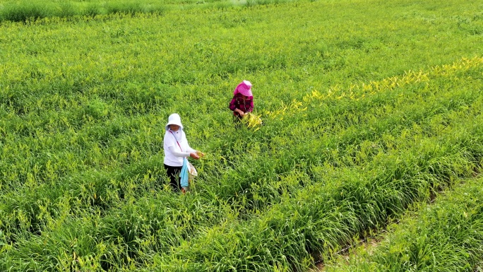 大同特色农业黄花种植园黄花采摘航拍