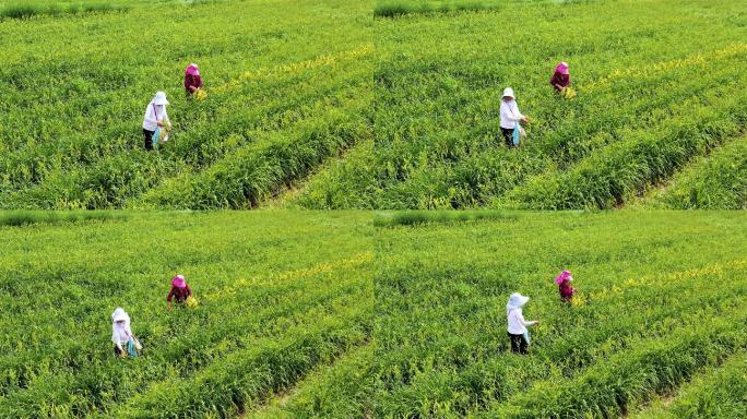 大同特色农业黄花种植园黄花采摘航拍