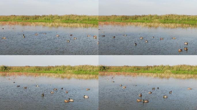 湿地野鸭群