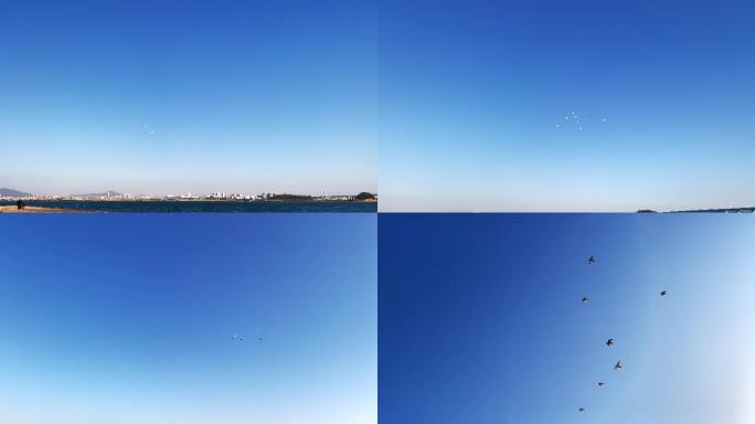 海鸟在蓝天翱翔有密度的天空海岸边万里无云