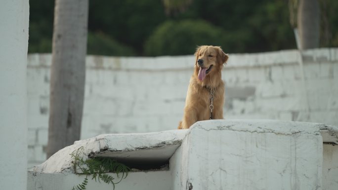 宠物 狗狗 金毛 四处张望 犬 狗狗眺望