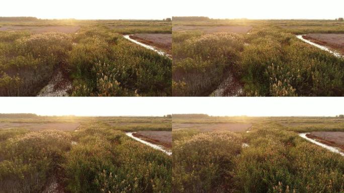 湿地日出