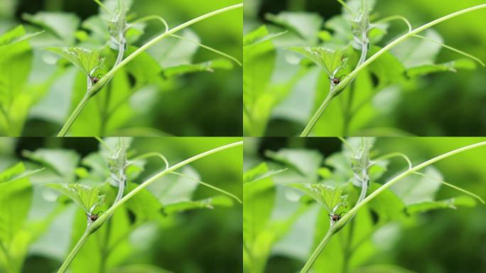 蚂蚁觅食蚂蚁交流蚁雨林世界唯美 13