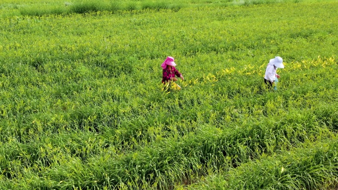 大同特色农业黄花种植园黄花采摘航拍