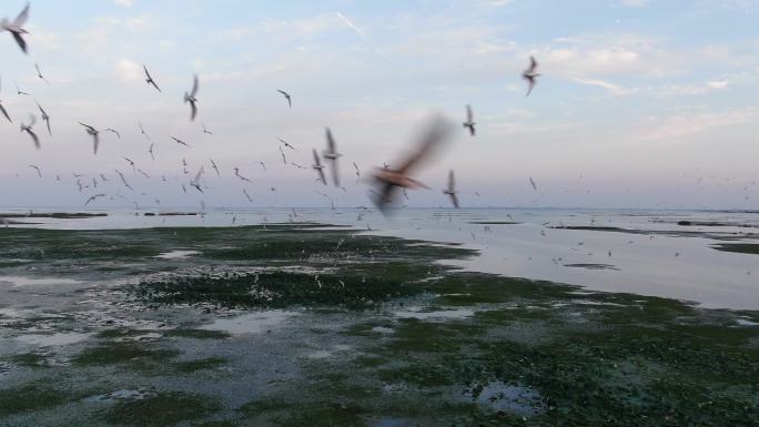 湿地鸟浪