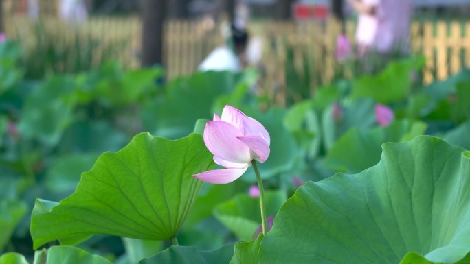 洛阳隋唐遗址公园白天A