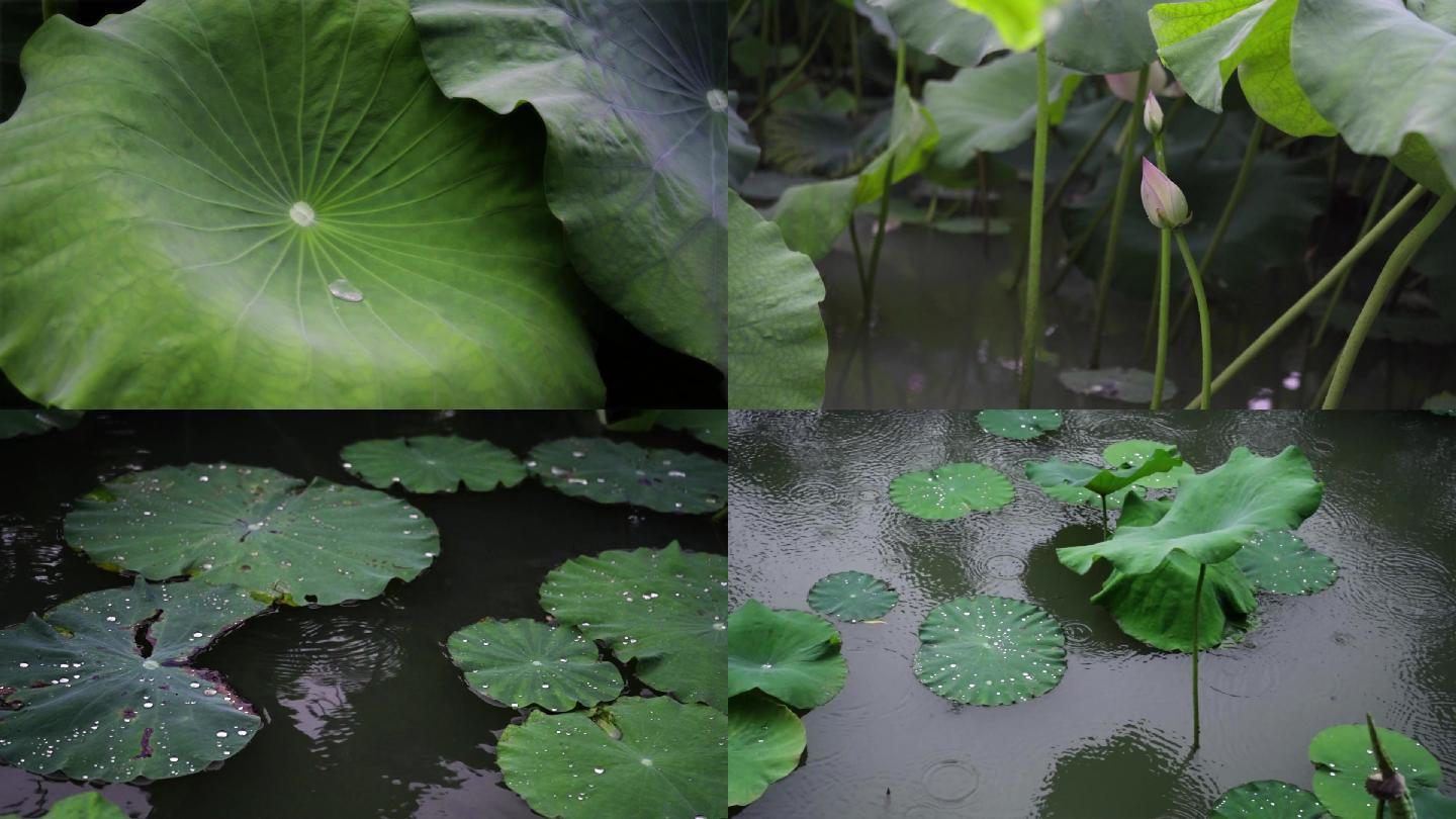 荷花下雨 升格 荷叶上的水珠