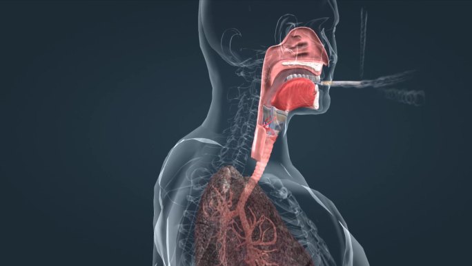 拒接吸烟对肺的影响吸烟危害肺癌人体动画