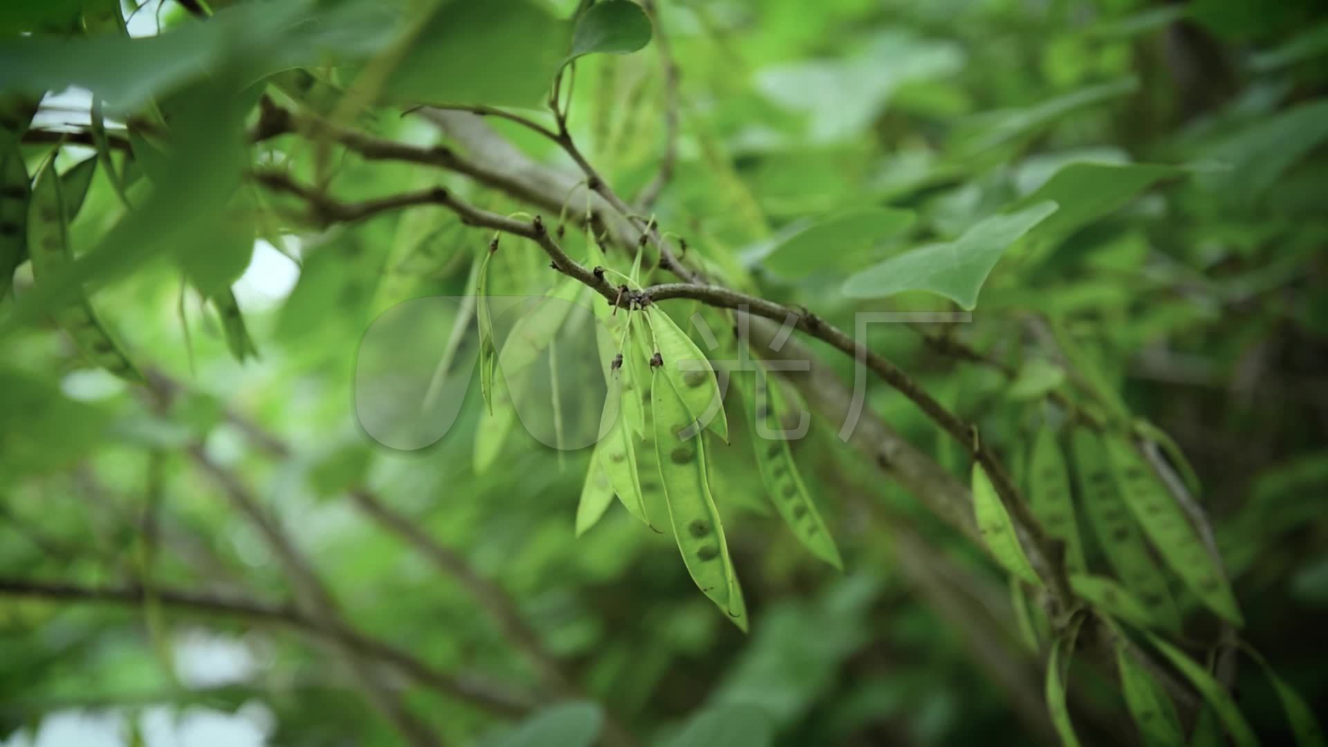 皂荚-中医学-医学