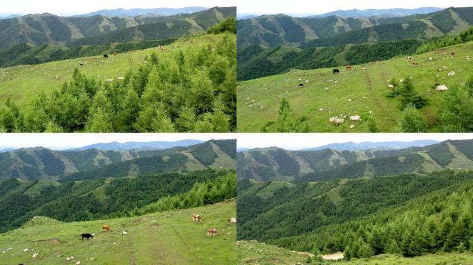 大同龙山高山黄土高原绿化自然航拍常规视频