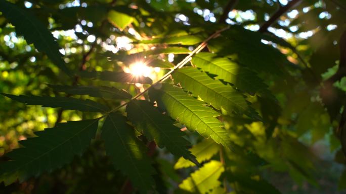 夏天阳光穿过树叶