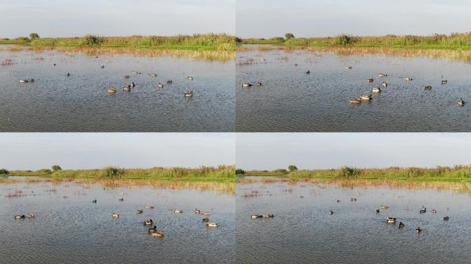 湿地野鸭群