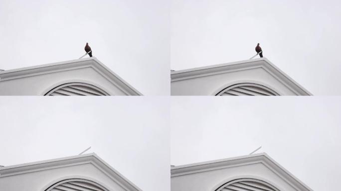 从屋顶飞走的鸟