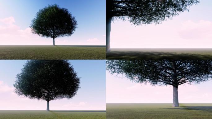 一棵树多镜头组合