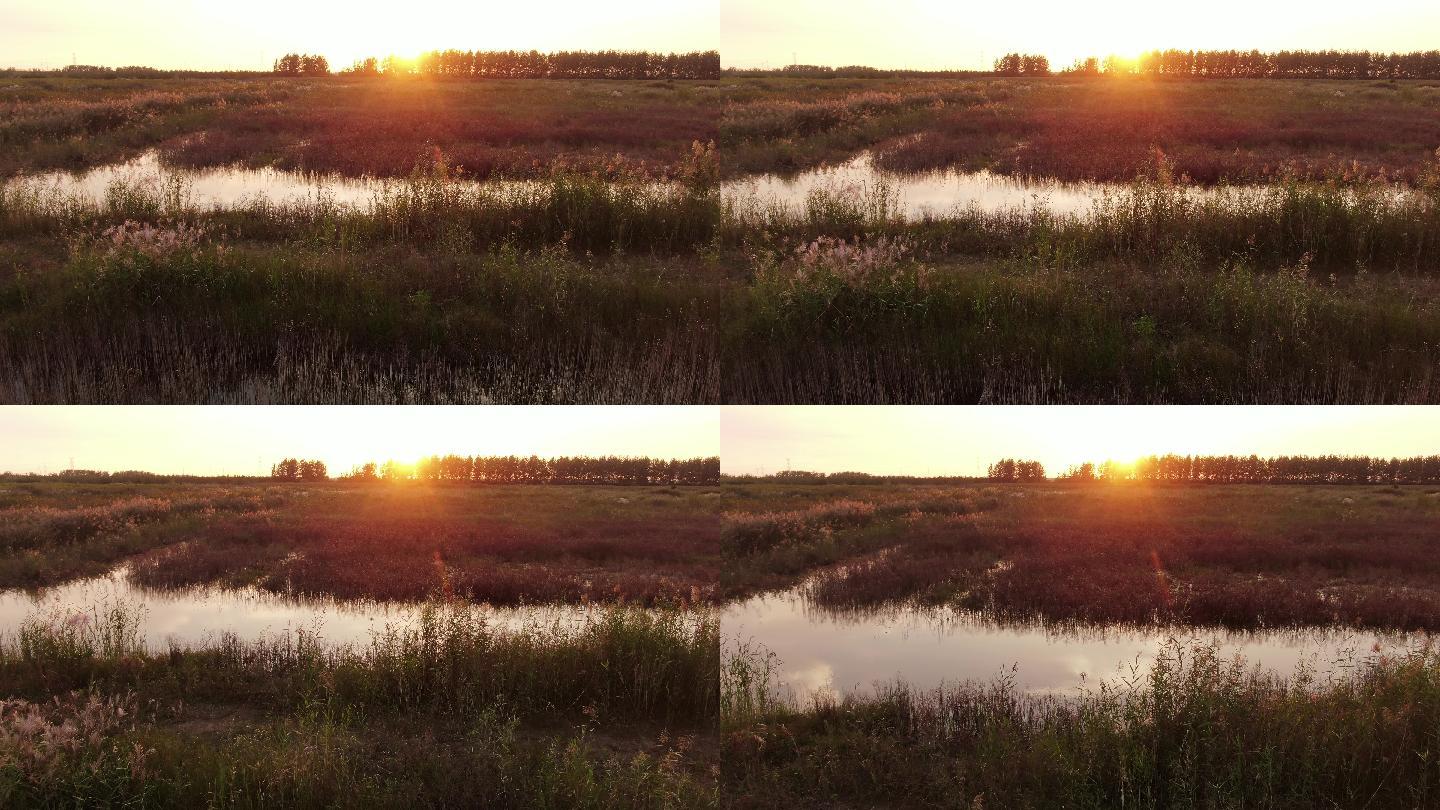 湿地日出