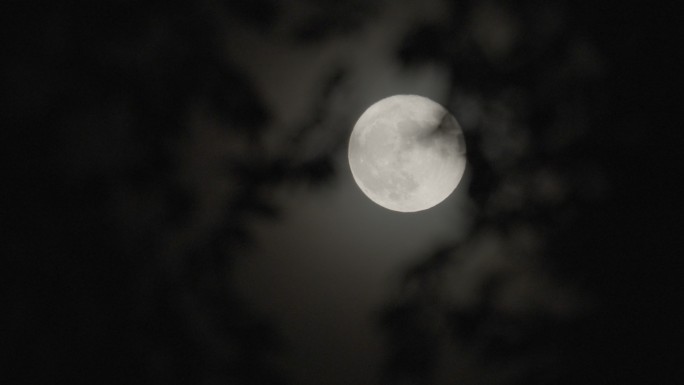 月亮 树影月光 意境