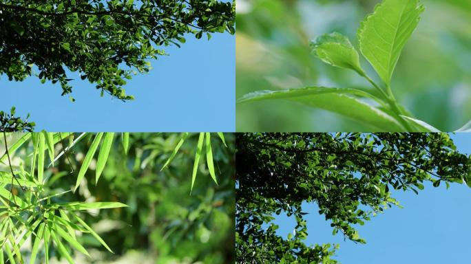 夏天唯美小清新阳光森林空镜4K