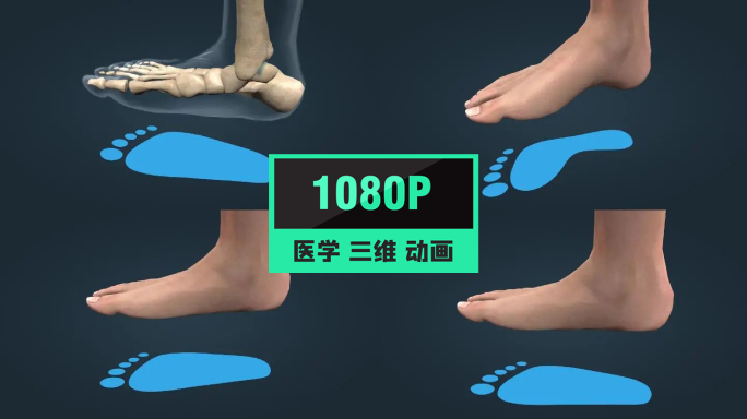 人体骨骼足部扁平足跟骨趾骨跖骨三维动画