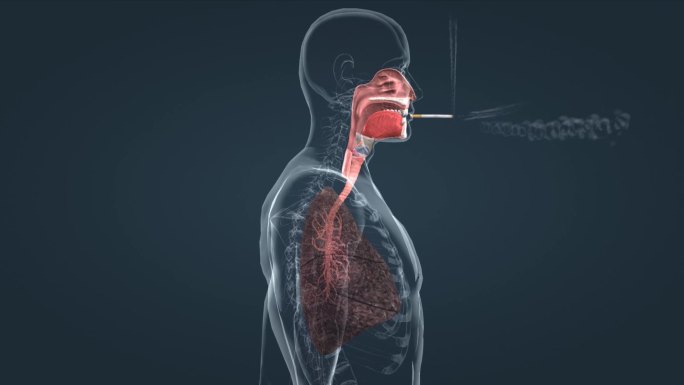 人体肺部吸烟变化过程展示吸烟危害三维东湖