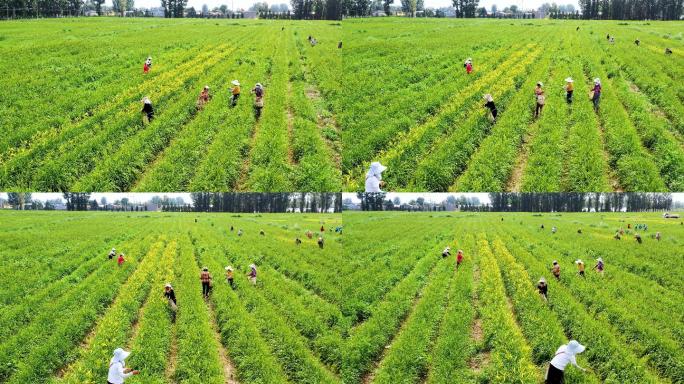 大同特色农业黄花种植园黄花采摘航拍