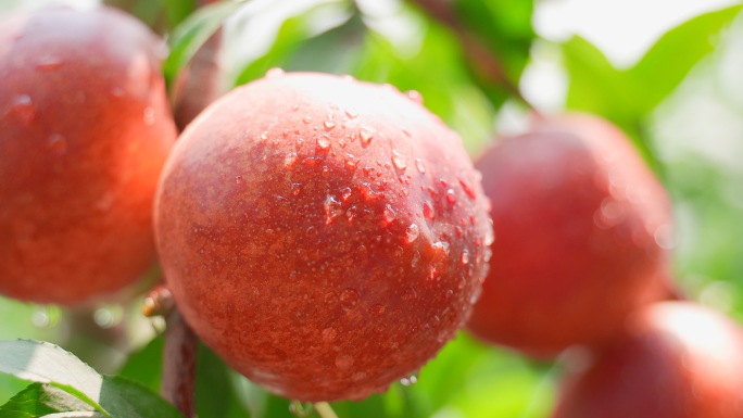 桃子果园采摘油桃大丰收