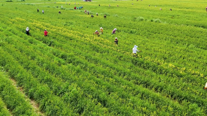 大同特色农业黄花种植园黄花采摘航拍