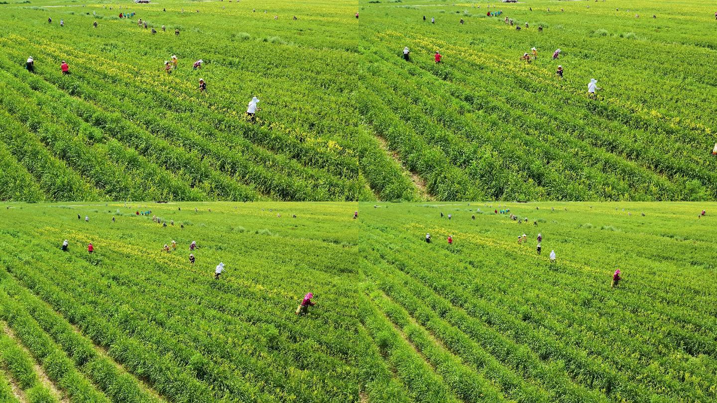 大同特色农业黄花种植园黄花采摘航拍