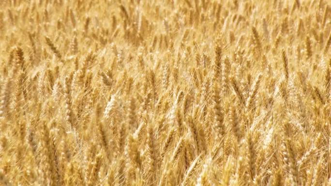 收割机收割麦子小麦