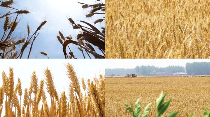 收割机收割麦子小麦