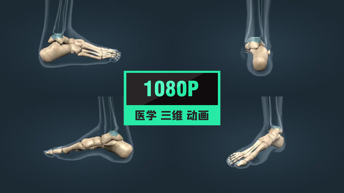 人体骨骼足部扁平足跟骨趾骨跖骨医学动画
