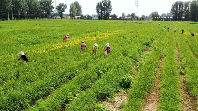 大同特色农业黄花种植园黄花采摘航拍