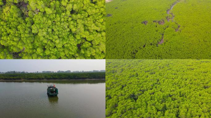 海南儋州春马红树林