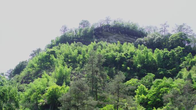 武夷山武夷岩茶树