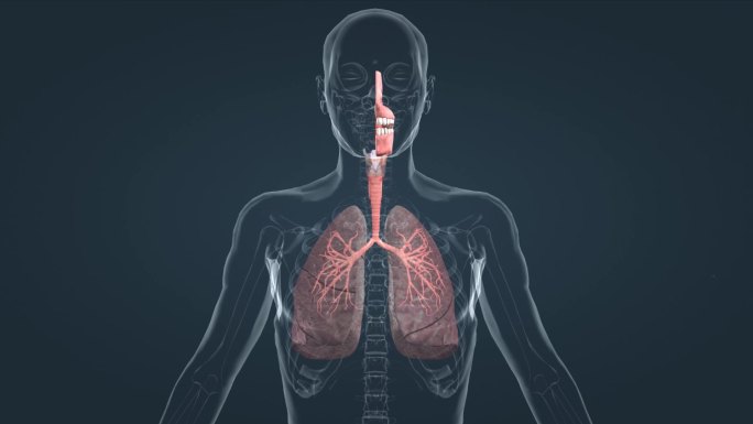 医学人体解剖学呼吸系统肺功能三维动画