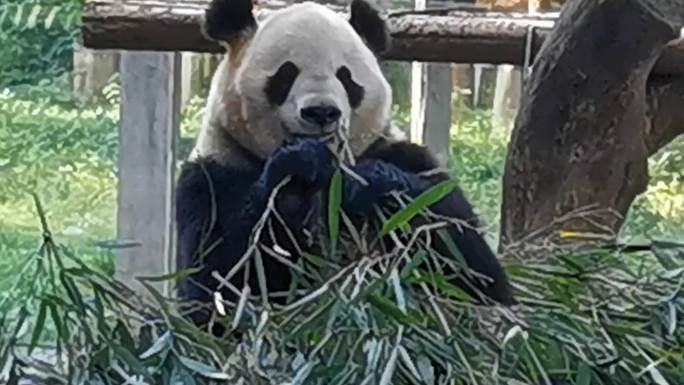 大熊猫吃竹子撕皮去节咬嚼憨态