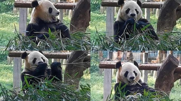 大熊猫吃竹子撕皮去节咬嚼憨态