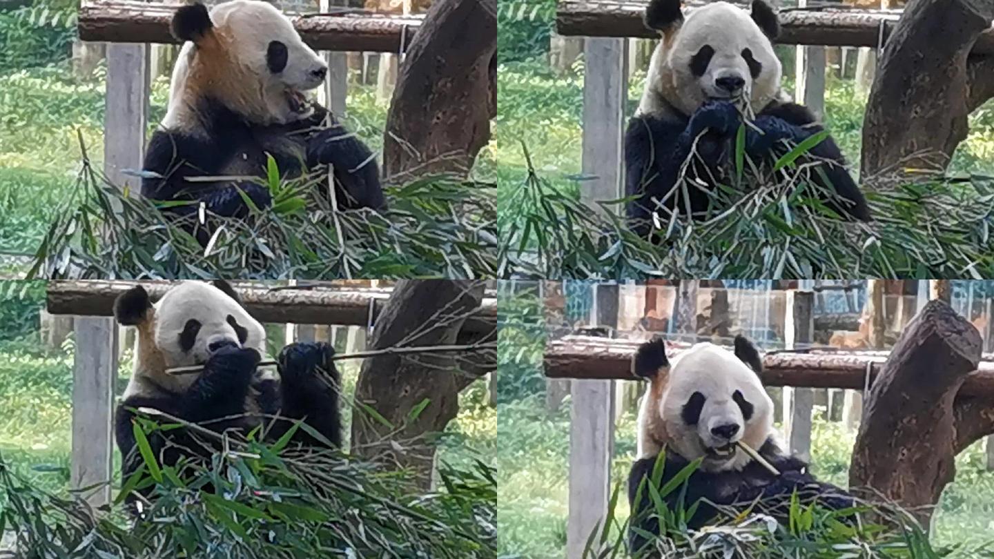 大熊猫吃竹子撕皮去节咬嚼憨态