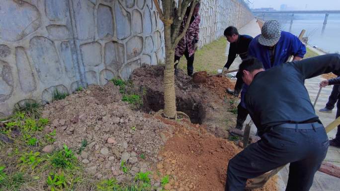 春天种树植树栽树防洪固堤岸绿化带防护林
