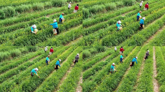 大同特色农业黄花种植园黄花采摘航拍