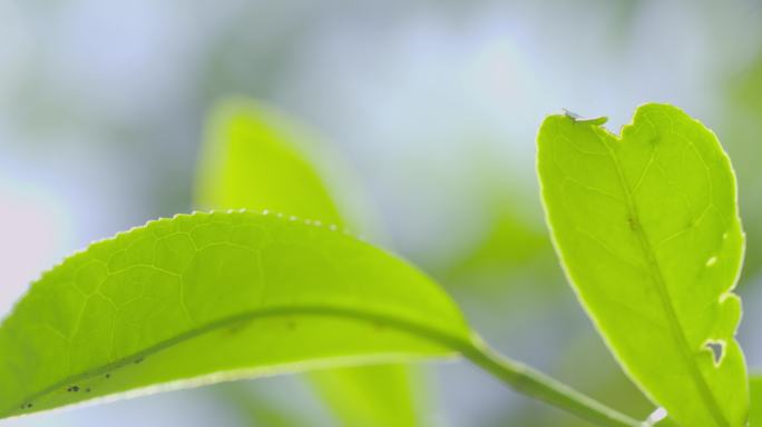 武夷山武夷岩茶老枞茶