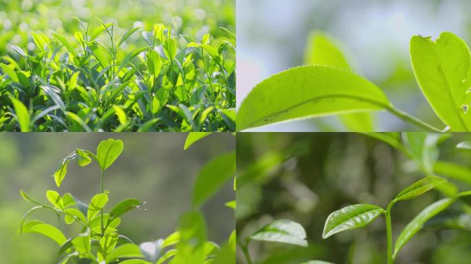 武夷山武夷岩茶老枞茶