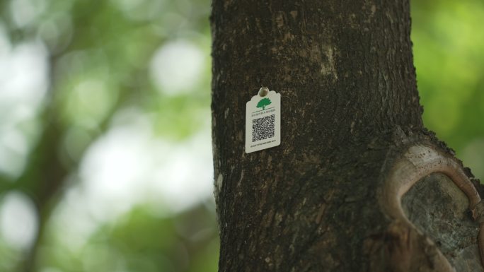 深圳 城市 树木 身份编码 二维码