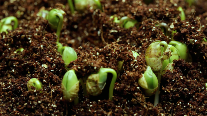 【4K原创】种子发芽 植物生长