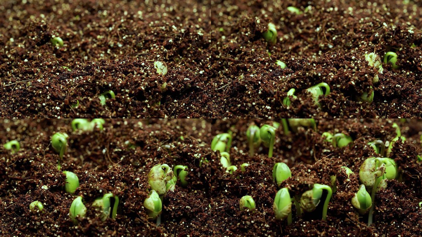 【4K原创】种子发芽 植物生长