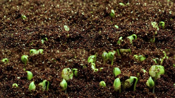 【4K原创】种子发芽 植物生长