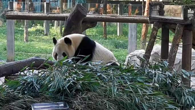 大熊猫挠痒痒各种姿态可爱
