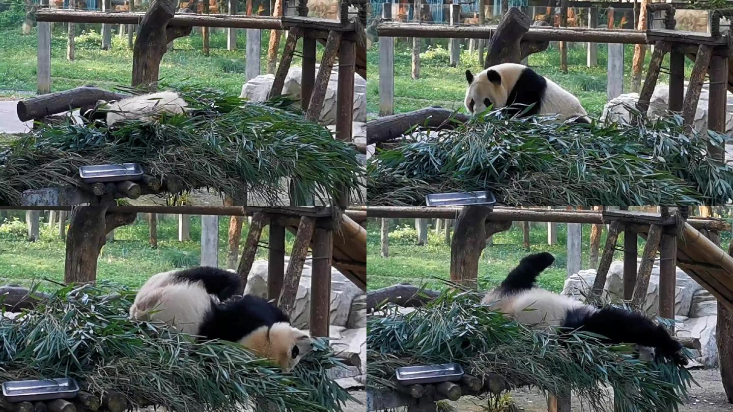 大熊猫挠痒痒各种姿态可爱