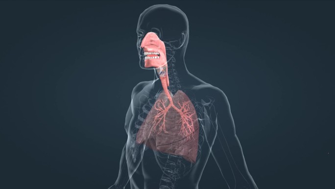 人体机理呼吸系统肺功能肺呼吸肺活量