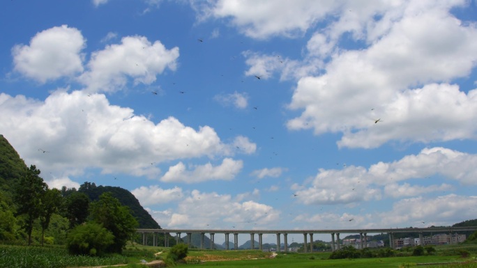 蜻蜓 动物  舒适  一群蜻蜓在天空飞翔