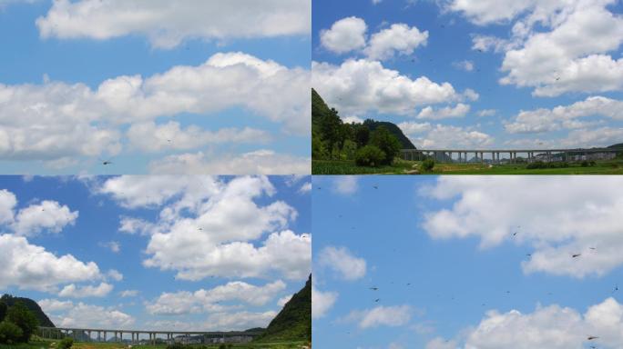蜻蜓 动物  舒适  一群蜻蜓在天空飞翔